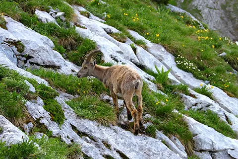 Les chalets d'Anaïs Samoëns